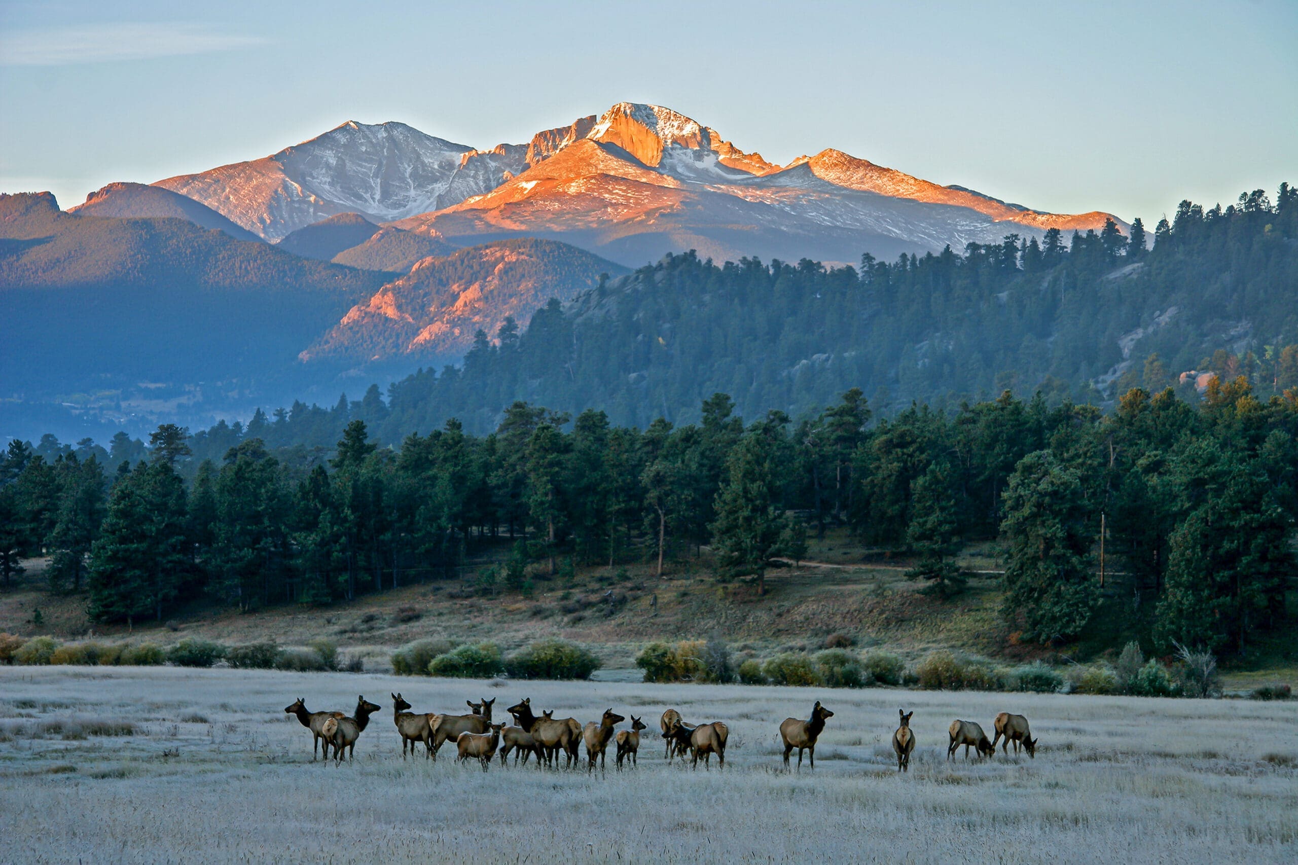 Elk herd in meadow at sunrise with Rocky Mountain National Park's Longs Peak catching the early morning sun and turning a bright orange while the elk graze on the frosty grass in the shadowy valley floor surrounded by two layers of pine trees, as viewed from McGregor Ranch in Estes Park, Colorado