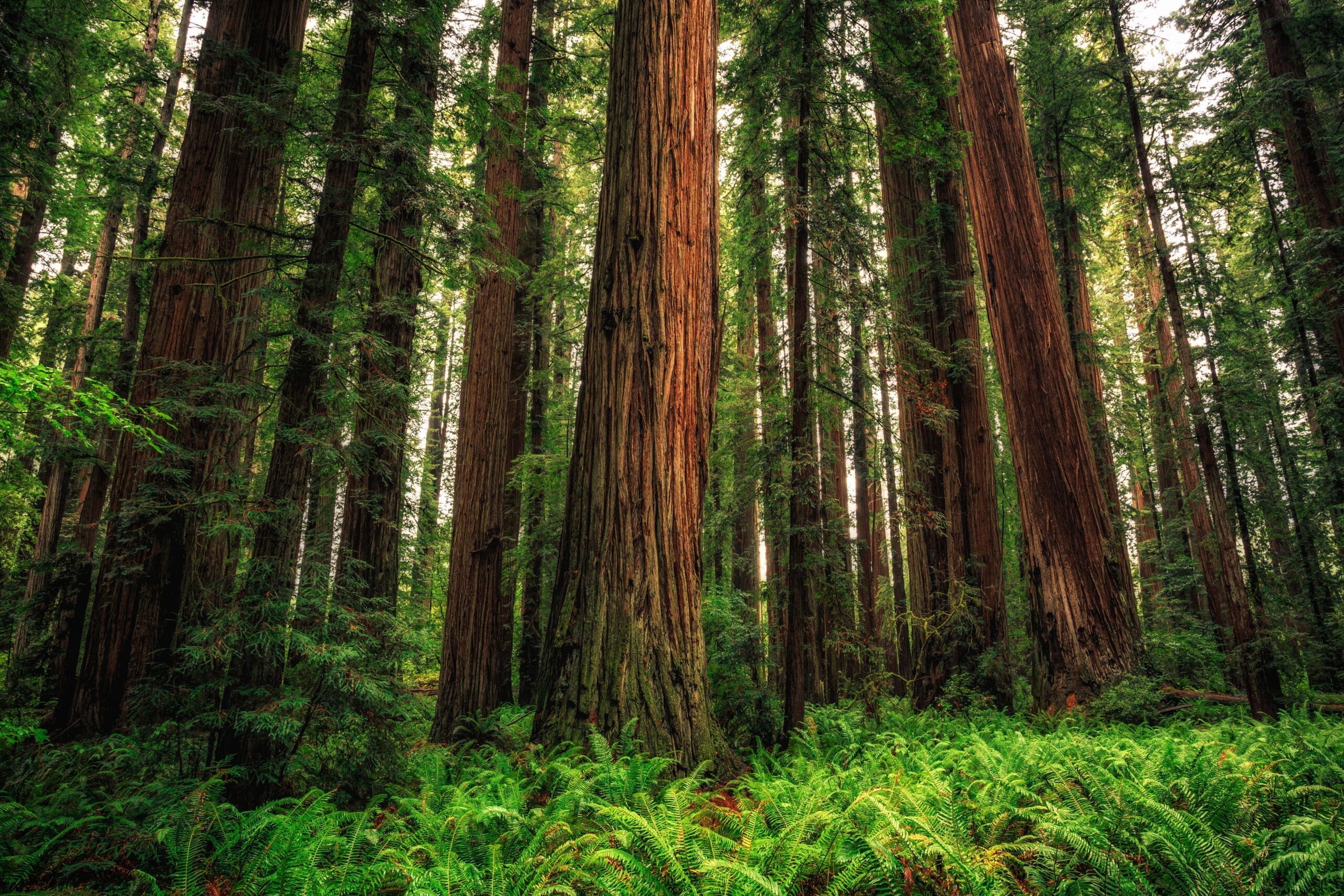 Redwood Forest
